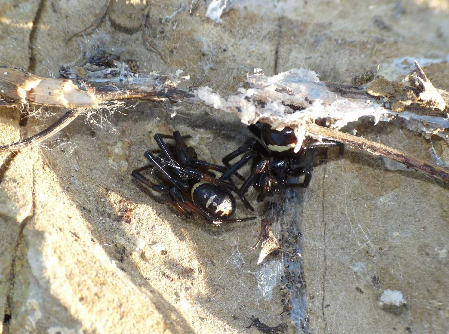 Coppia di Steatoda paykulliana